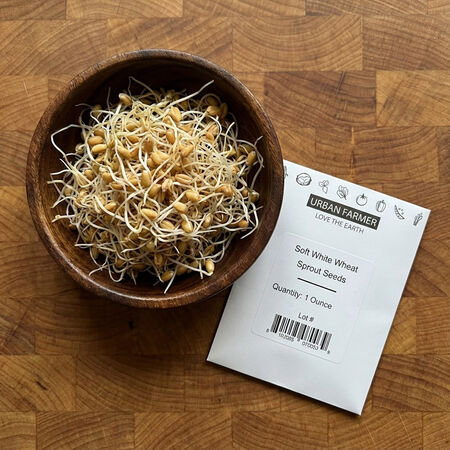 Soft White Wheat, Sprout Seeds - 1/4 Pound image number null